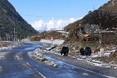 Yaks beside the road, 10 kilometres northwest of the Sela Pass.