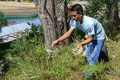 Distributing blood on bamboo shavings in a Donyi Polo ritual.