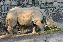 An Indian rhinoceros in Assam State Zoo. The Indian rhinoceros (Rhinoceros unicornis) is the second largest extant species of rhinoceros, with adult males weighing 2.07–2.2 tonnes and adult females 1.6 tonnes.