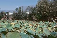 One of the floating gardens near Dal Lake.
