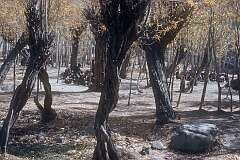 A lesson outside under the trees in Leh.