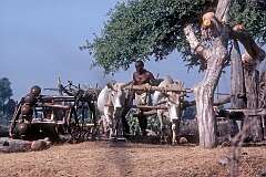 A farmer with his water mill for irrigating the field, powered by two oxen.