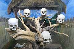 A representation of skulls of slain enemies in a tree, as these were displayed in a village from the time of Naga headhunting.