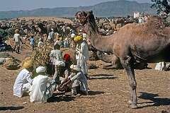 At the camel market in Pushkar.