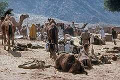 Trading camels at the camel market.
