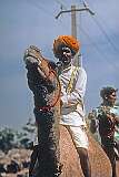 A Rajasthani man riding a camel, Pushkar.