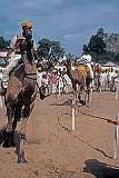A camel race at the festival in Pushkar.