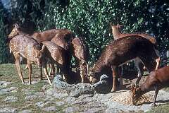 Gangtok's Rustamji or Deer Park, housing deer from different parts of Sikkim as well as nearby states, running run free in the park.