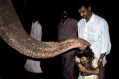 Shakti, the temple elephant, gives a blessing by its trunk to a small girl at the Sri Jambukeswarar Temple in Srirangam.