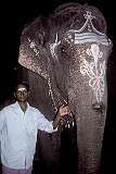 Shakti, the temple elephant, with Arjun, its mahout at the Sri Jambukeswarar Temple in Srirangam.