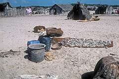 In the fishing village of Dhanushkodi, on the south-eastern tip of Pamban Island, east of Rameswaram town. The town of Dhanushkodi was destroyed during the 1964 cyclone.