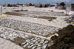 Fish drying on the beach in Dhanushkodi with the ruins of the town, washed away in the cyclone of 1964.
