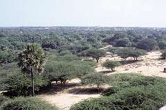Looking towards Rameswaram from the shrine of Gandamadana Parvatham, on a hill 3 kilometres north-west of the town.