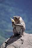 A monkey eating maize, given by a visitor, at a view point near the hill station town of Kodaikanal.