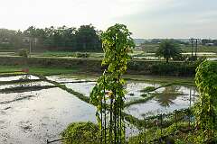 View to the rice fields, from the Sri Veeramma Kali Temple, in Rangamura, Melaghar, 49 kilometres south of Agartala.