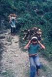 Boys carrying firewood near the village of Pedong,  northeast of Kalimpong.