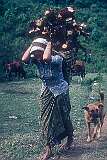 Carrying firewood near Pedong.