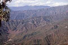 View to Tea estates, north of Siliguri.