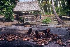 Children with coconut shells, after copra has been extracted.
