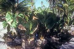 A “Babai”, taro pit, in Buota, the islet just west of Tanaea and Bonriki.