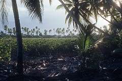 On the islet of Tabonibara, North Tarawa.