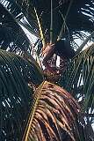 Marenanuka, a man cutting the spathe to collect "te karewe", toddy, in the village on the islet of Tabonibara, North Tarawa.
