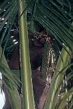 Taubuki, the local policeman, cutting the spathe to collect "te karewe", toddy, in the village of Abaokoro, the “Government Station” of North Tarawa.