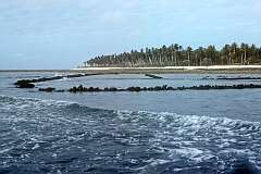 A fish-trap on the reef near the village of Bonriki, South Tarawa.