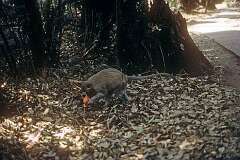A Vervet monkey (Chlorocebus pygerythrus) in the township of Victoria Falls.