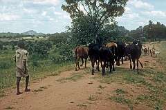 A boy herding cattle in Bikita, about 80 kilometres east of Masvingo.